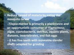Preventing Mosquito Infestation | Using Mosquito Fish In Tilapia Breeding  Experience - Youtube