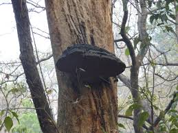 Image result for Phellinus rimosus
