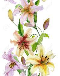 Most beautiful and colorful lilies wallpapers and desktop backgrounds for computer and laptops. Beautiful Lily Flowers With Green Leaves On White Background Stock Photo Picture And Royalty Free Image Image 98594819