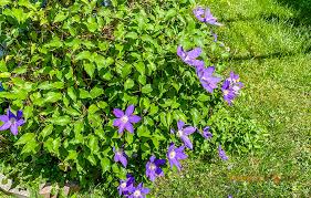 Maybe you would like to learn more about one of these? Low Maintenance Perennials Flower Plants For Shade Simply Home Tips