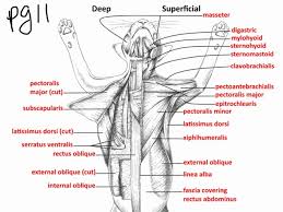 Top Orthopedic Doctors In Denver Co Png 640 480 Cat Anatomy Muscle Diagram Vet Medicine