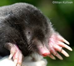 Talpa europaea is found throughout temperate europe, from great britain in the west to the ob and irtysh rivers in the east in russia. Talpa Europaea European Mole Image Biolib Cz