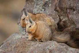 Image result for viscacha