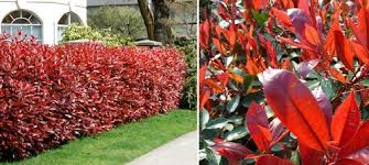 Red Laurel Hedge Online Catalogue Photinia Red Robin Hedge Photinia X Fraseri Photinia Red Robin Red Robin Hedge Plants