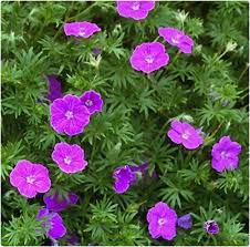 Most are winter hardy in usda zones 5 through 8. Hardy Geranium Sanguineum Vision Violet X 3 Large Plug Plants Hardy Perennial Buy Online In Antigua And Barbuda At Antigua Desertcart Com Productid 132045965