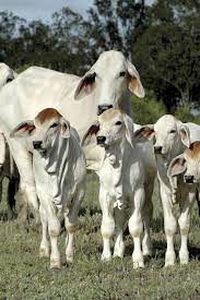 Check spelling or type a new query. Brahman Cow Calves Cute Cows Animals Beautiful Animals Wild