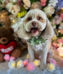 Thought I'd share my dog grooming services as I have had alot of people  asking what I can do. I would also like to say a massive thank you to all  the