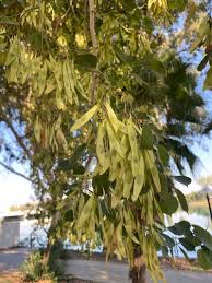 Image result for Fraxinus velutina