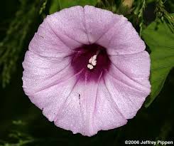 Image result for Ipomoea venosa