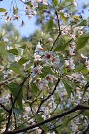 Image result for Vernicia