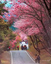 Cherry Blossom In Taiwan 2020 Forecast The Best Time 8 Best Places To See Cherry Blossoms In Taiwan Living Nomads Travel Tips Guides News Informat