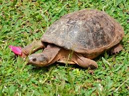 African helmeted turtle - Wikipedia