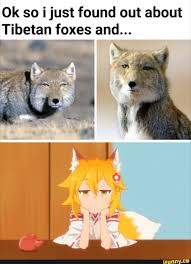 Ok So I Just Found Out About Tibetan Foxes And Ifunny Tibetan Fox Fox Anime