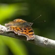 Image result for Polygonia c-album