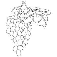 Coloring page of grape bunches on a vine a dream of the cupbearer in the story of jospeh. Top 25 Free Printable Lovely Grapes Coloring Pages Online