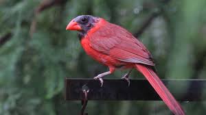 This red bird is often considered a sign of wealth, power and enthusiasm. For The Birds How Do Cardinals Get Black Heads