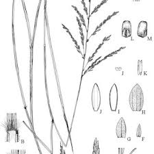 Image result for Eragrostis curvula