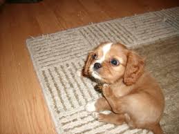 Come along as we welcome her into our family. Why Cavalier King Charles Spaniels Are The Best Dogs Ever Pethelpful