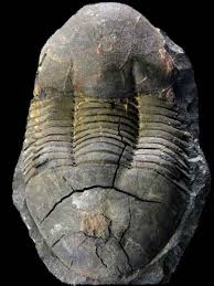 Image result for monika babi%u0161ov 