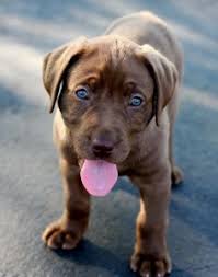 Yellow black chocolate lab puppies for sale. Blue Eyed Chocolate Lab Dogperday Cute Puppy Pictures Dog Photos Cute Videos Holistic Pet Care