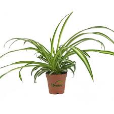 Image result for Chlorophytum comosum