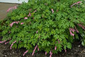 Bleeding Hearts We Have A Few Clumps Of These In Our Shade Garden Deer Resistant Garden Plants Landscaping Plants