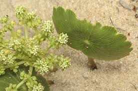 Image result for Hydrocotyle bonariensis