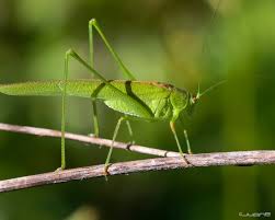 Image result for Baptorhachis foliacea