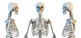 Articulate with thoractic vertebrae on posterior side. Human Skull And Rib Cage Skeleton Anatomy Set Skeletal Bones Lateral And Anterior View Educational Medicine Poster 3d Illustration Stock Illustration Adobe Stock