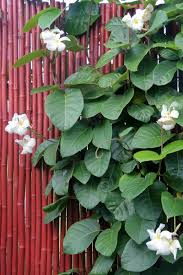 Plant Of The Month Chonemorpha Fragrans Frangipani Vine Great On A Trellis Garden Expressions