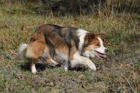 Black Sable And White Border Collie Sable Dog White Border Collie Border Collie Collie