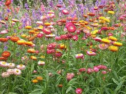 Image result for Helichrysum globosum