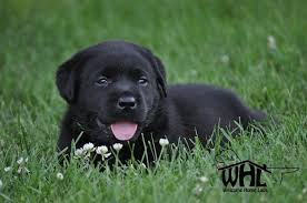 Maybe you would like to learn more about one of these? Pin By A D On Lab Puppies Labrador Puppies For Sale Labrador Puppy Lab Puppies