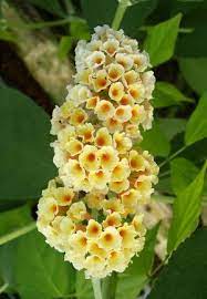 Pin On Fun Stuff For The Garden