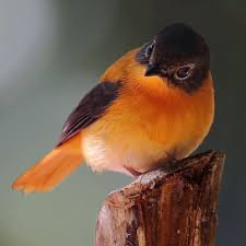 Orange Birds Of Western Washington Pin By Luciana Amendola On Birds Beautiful Birds Birds Colorful Birds
