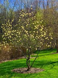 Maybe you would like to learn more about one of these? Magnolia Blooms Are A Rite Of Spring In The Midwest And Beyond