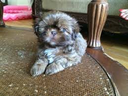 Imperial shih tzu puppies for sale in pa. Pure Breed Blue Eyed Imperial Shih Tzu For Sale For Sale In Brooklyn New York Classified Americanlisted Com