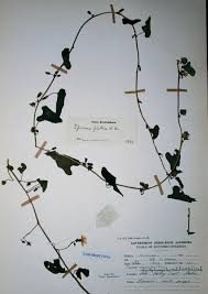 Image result for Ipomoea plebeia