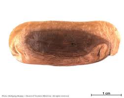 Image result for Newtonia hildebrandtii