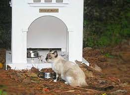 The Mainstreaming Of A Feral Cat Part One Zee Zoey S Cat Chronicles