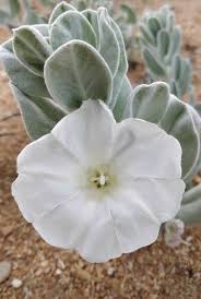 Image result for Convolvulus aschersonii