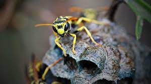 Instead, they gather and eat sugar from the nectar of flowers, or from your sugary drinks! Wasps Have An Image Problem But Here S Why We Need Them Howstuffworks