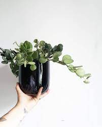 Xerosicyos Danguyi Silver Dollar Plant Silver Dollar Plant Hanging Plants Container Plants