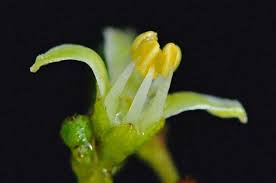 Image result for Cassinopsis