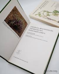 Image result for Riocreuxia