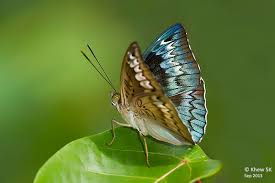If yes, go on reading today's article. Butterflies Of Singapore Revision To The Common Names Of Butterflies 4