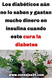 Desde hace mucho tiempo se han utilizado muchísimas plantas medicinales y productos naturales para que las personas enfermas lleguen a sanar. 57 Ideas De Remedio Para La Diabetes En 2021 Remedio Para La Diabetes Diabetes Consejos Para La Salud