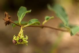 Image result for Raphionacme procumbens