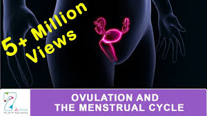 Ovulation The Menstrual Cycle