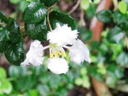 Image result for Malpighia